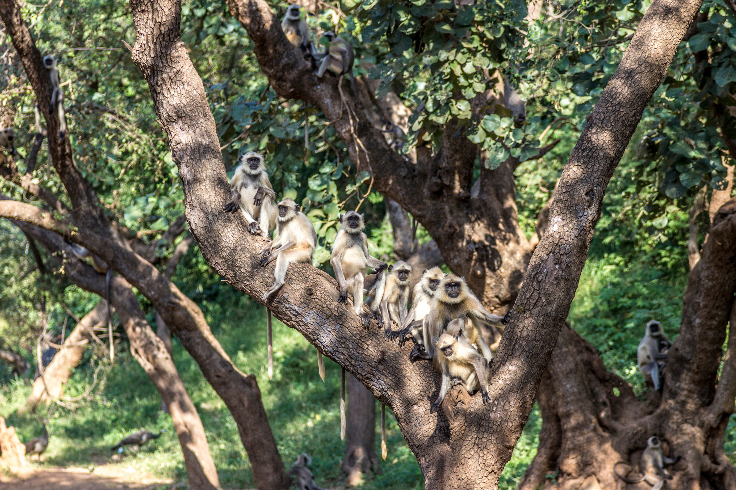 sariska national park (3).webp